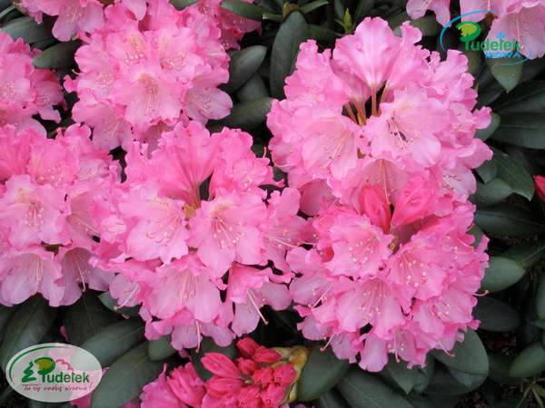 Rhododendron Kalinka